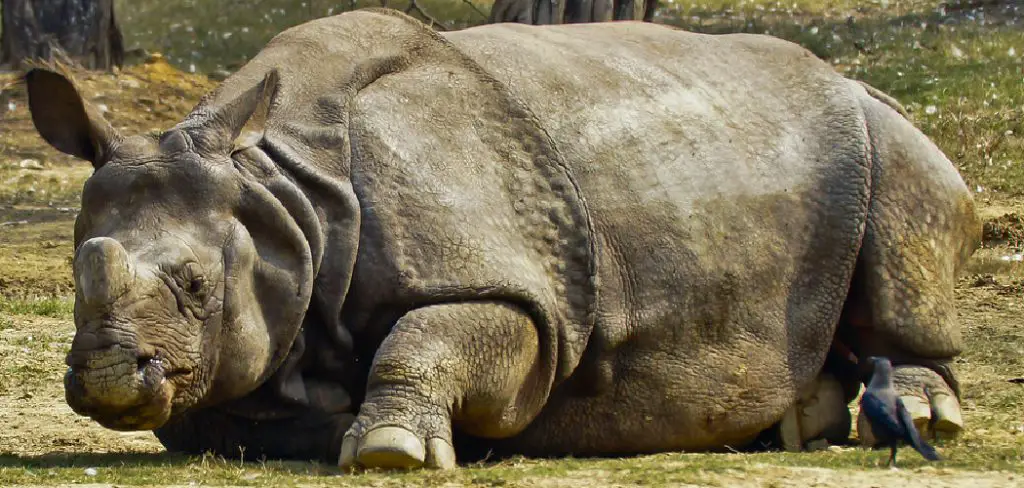 Javan Rhinoceros Spiritual Meaning, Symbolism, and Totem