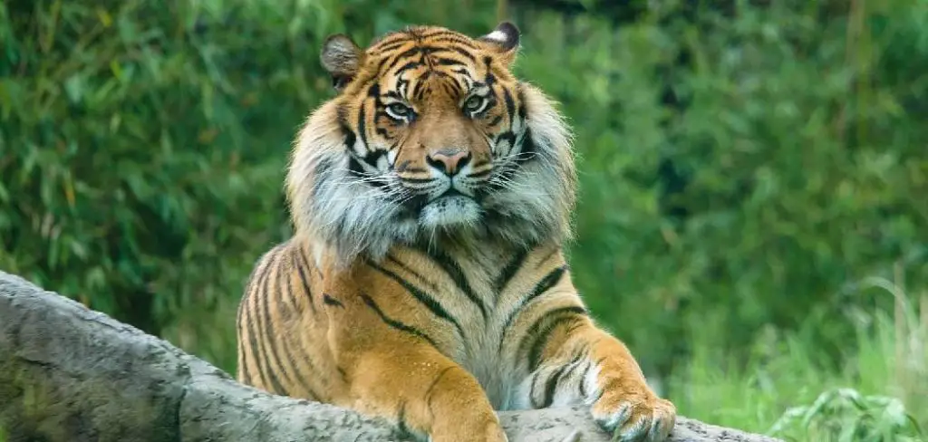 Javan Tiger Spiritual Meaning, Symbolism and Totem