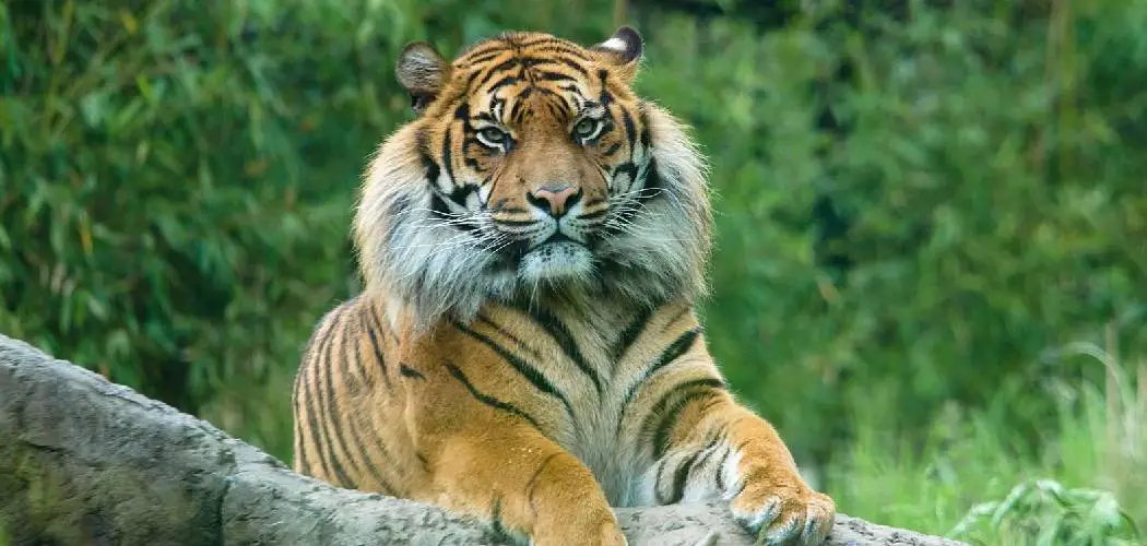 Javan Tiger Spiritual Meaning, Symbolism and Totem