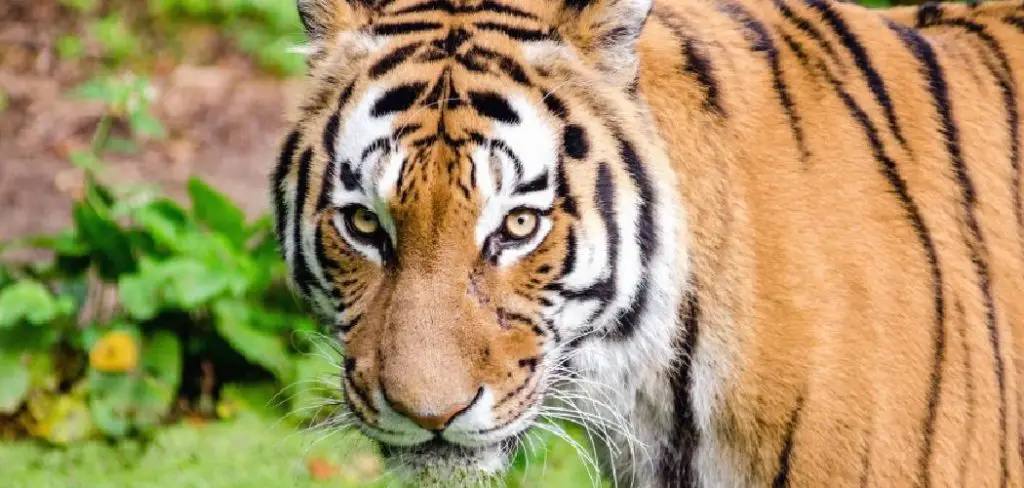 Malayan Tiger Spiritual Meaning, Symbolism and Totem