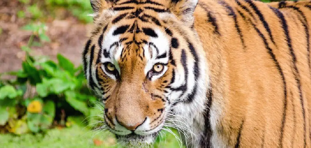 Malayan Tiger Spiritual Meaning, Symbolism and Totem