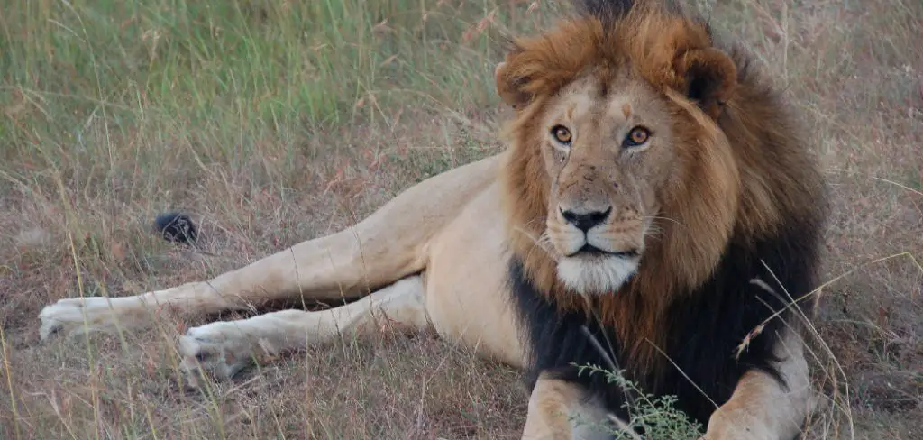 Masai Lion Spiritual Meaning, Symbolism and Totem