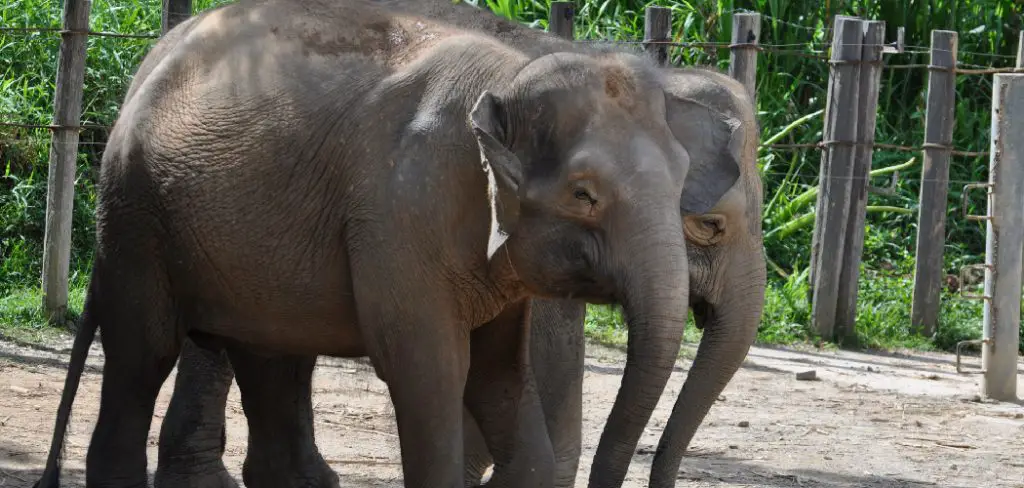 Pygmy Elephant Spiritual Meaning, Symbolism and Totem