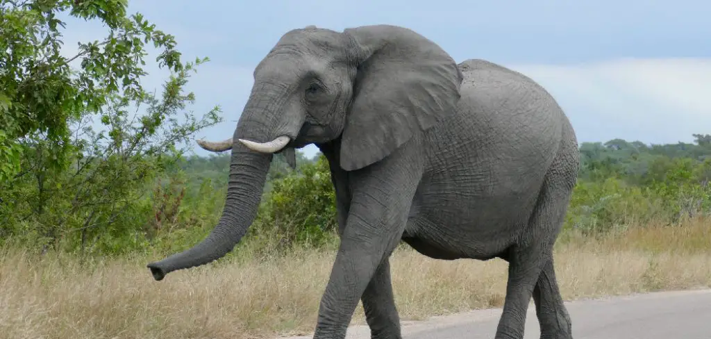 Savanna Elephant Spiritual Meaning, Symbolism and Totem