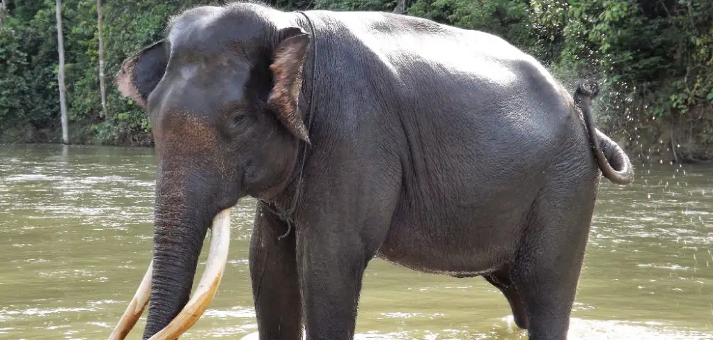 Sumatran Elephant Spiritual Meaning, Symbolism and Totem