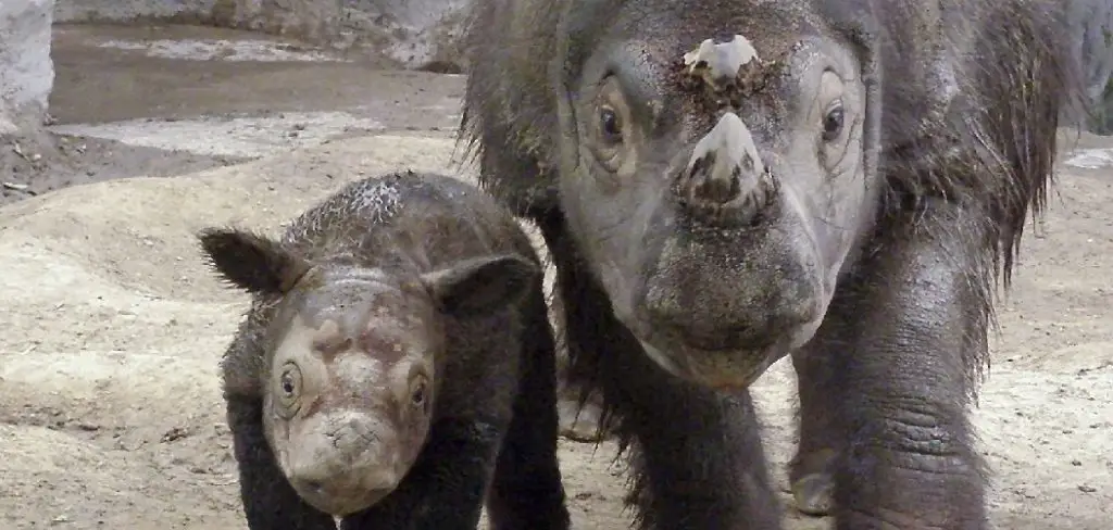 Sumatran Rhinoceros Spiritual Meaning, Symbolism, and Totem
