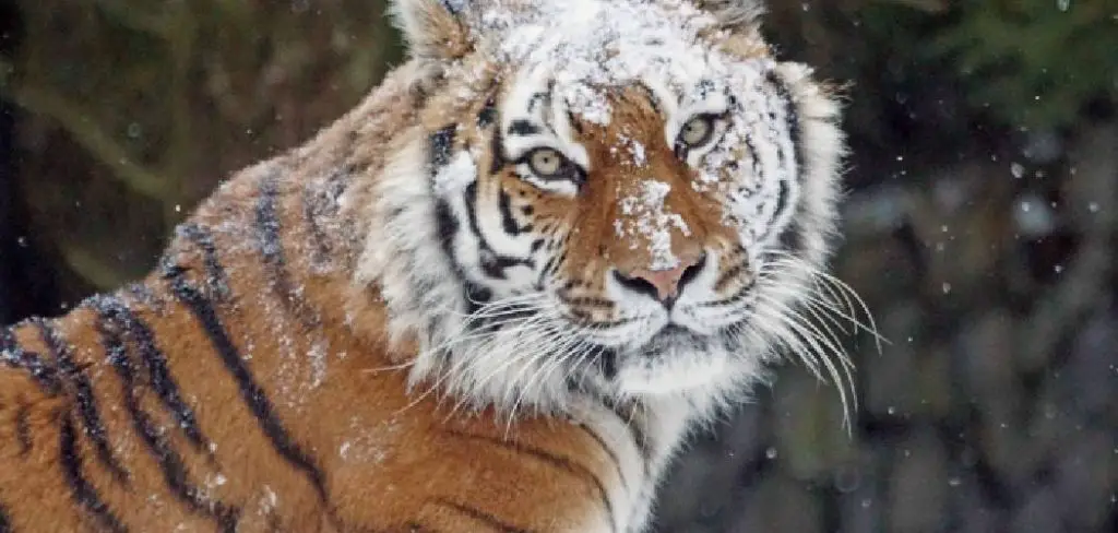 Sumatran Tiger Spiritual Meaning, Symbolism and Totem