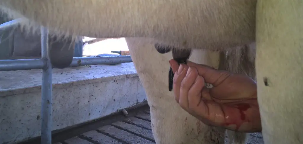 Cattle Leech Spiritual Meaning, Symbolism and Totem