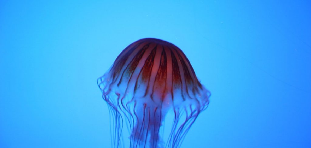 Cnidaria Spiritual Meaning, Symbolism and Totem