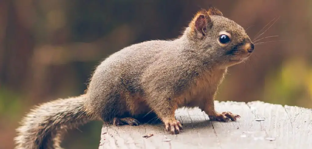Douglas Squirrel Spiritual Meaning, Symbolism and Totem