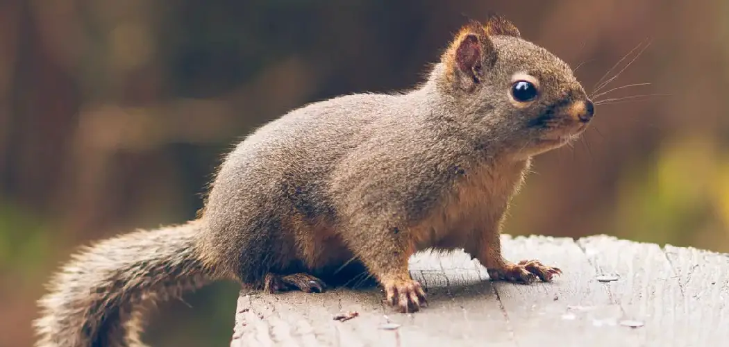 Douglas Squirrel Spiritual Meaning, Symbolism and Totem