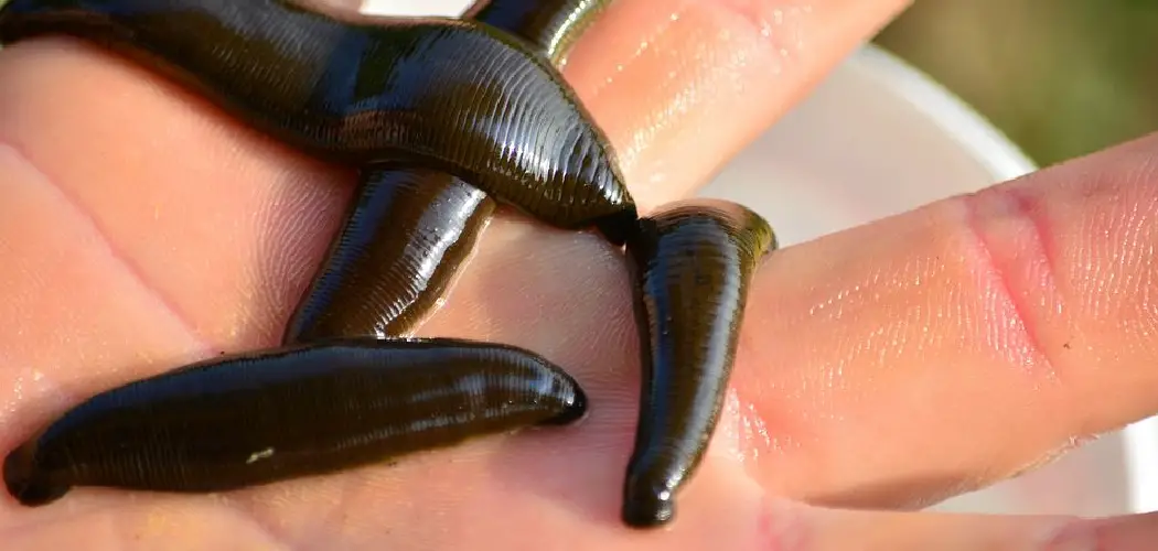 Freshwater Leeches Spiritual Meaning, Symbolism and Totem