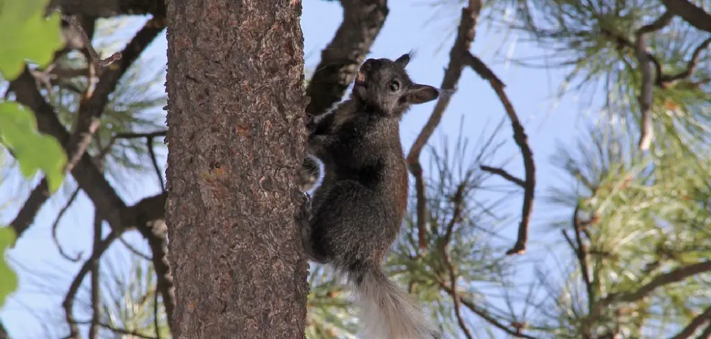 Kaibab Squirrel Spiritual Meaning, Symbolism and Totem