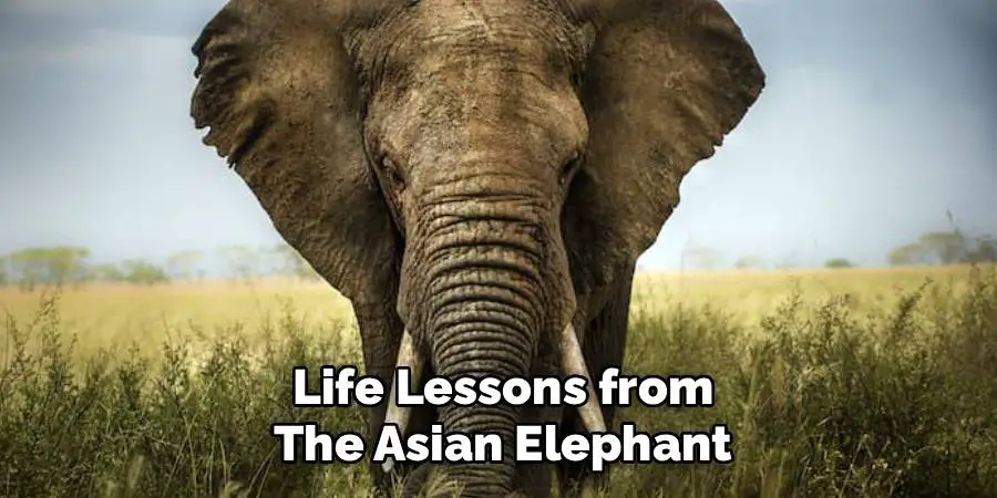 Life Lessons from the Asian Elephant