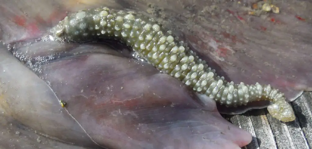 Marine Leeches Spiritual Meaning, Symbolism and Totem