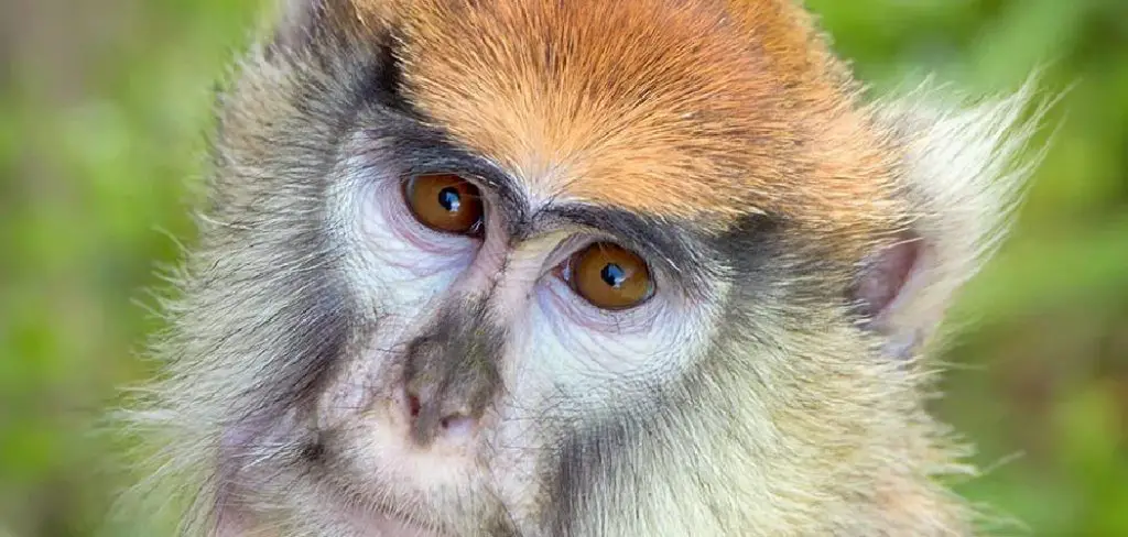 Patas Monkey Spiritual Meaning, Symbolism and Totem