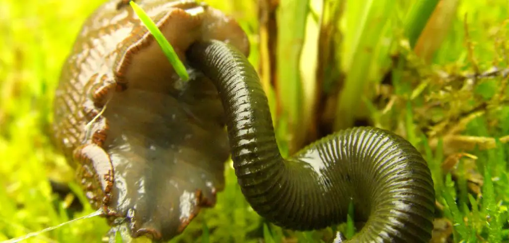 Predatory Leeches Spiritual Meaning, Symbolism and Totem