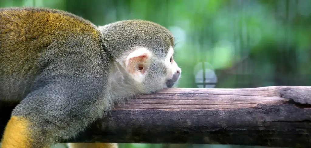 Squirrel Monkey Spiritual Meaning, Symbolism and Totem