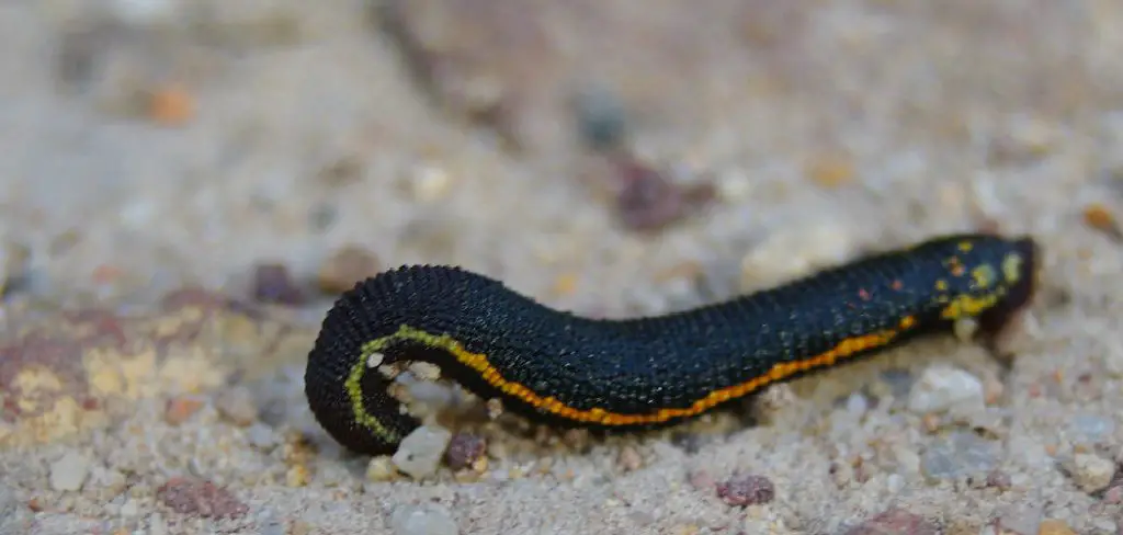 Terrestrial Leeches Spiritual Meaning, Symbolism and Totem
