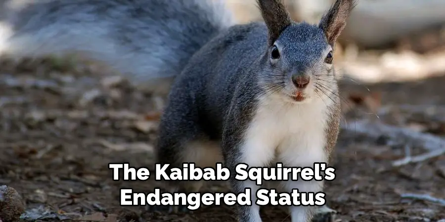 The Kaibab Squirrel’s
Endangered Status