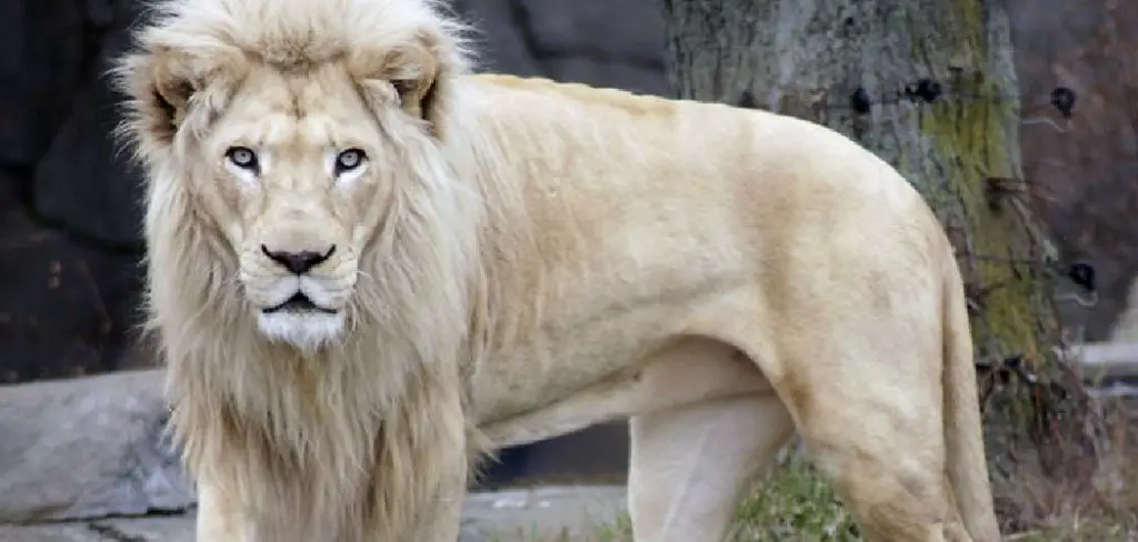 White Lion Spiritual Meaning, Symbolism and Totem