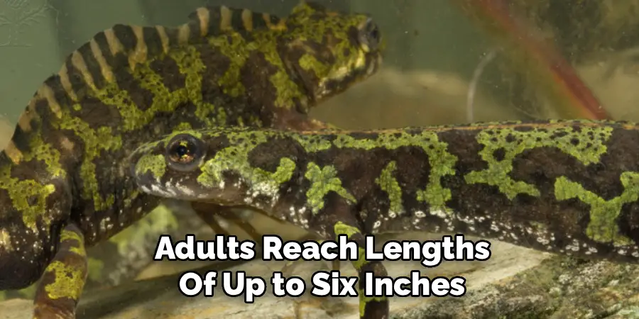 Adults reach lengths of up to six inches