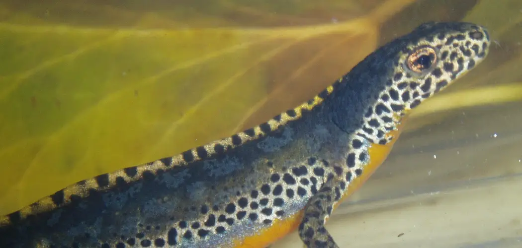 Alpine Newt Spiritual Meaning, Symbolism and Totem