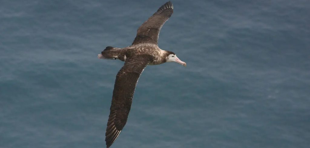 Amsterdam Albatross Spiritual Meaning, Symbolism and Totem