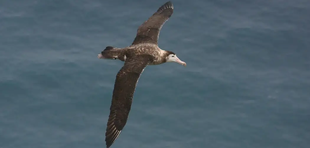 Amsterdam Albatross Spiritual Meaning, Symbolism and Totem