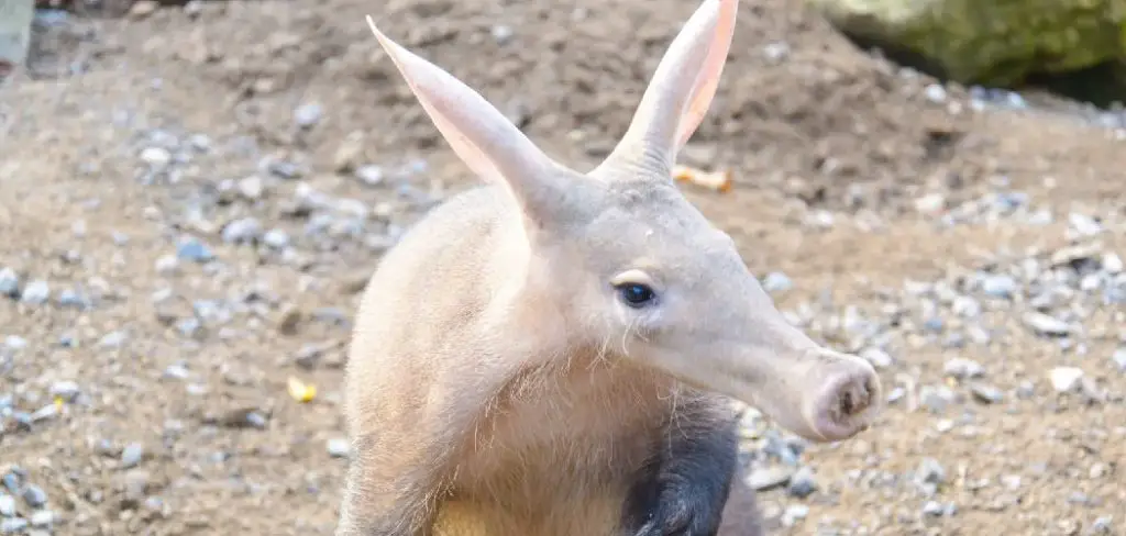 Angolan Aardvark Spiritual Meaning, Symbolism and Totem