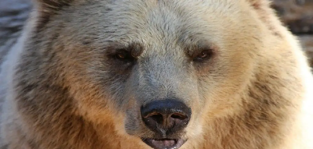 Bear Spiritual Meaning, Symbolism and Totem