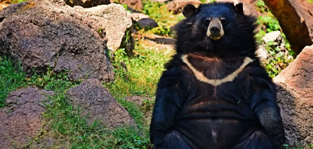 Black Bear Spiritual Meaning, Symbolism and Totem