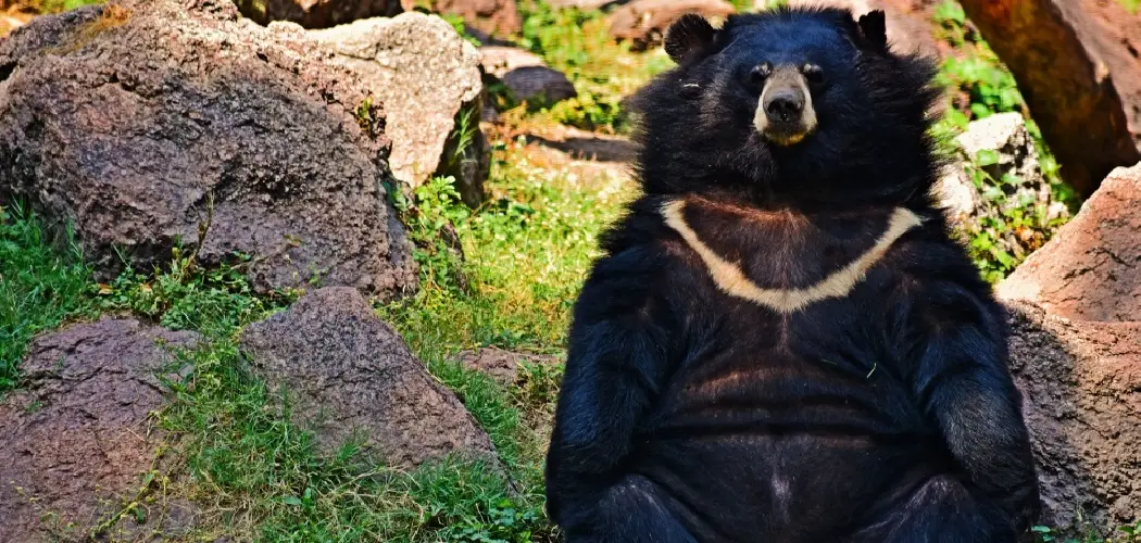 Black Bear Spiritual Meaning, Symbolism and Totem