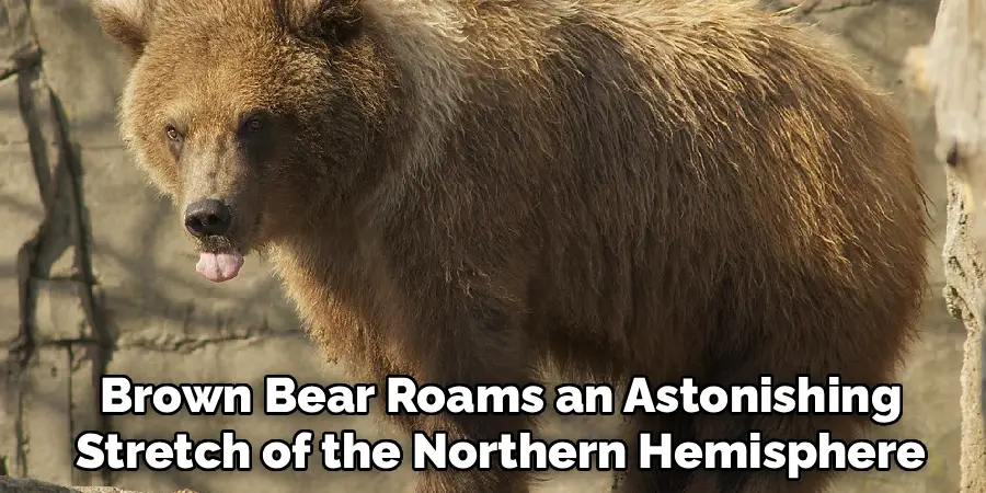 Brown Bear Roams an Astonishing
Stretch of the Northern Hemisphere