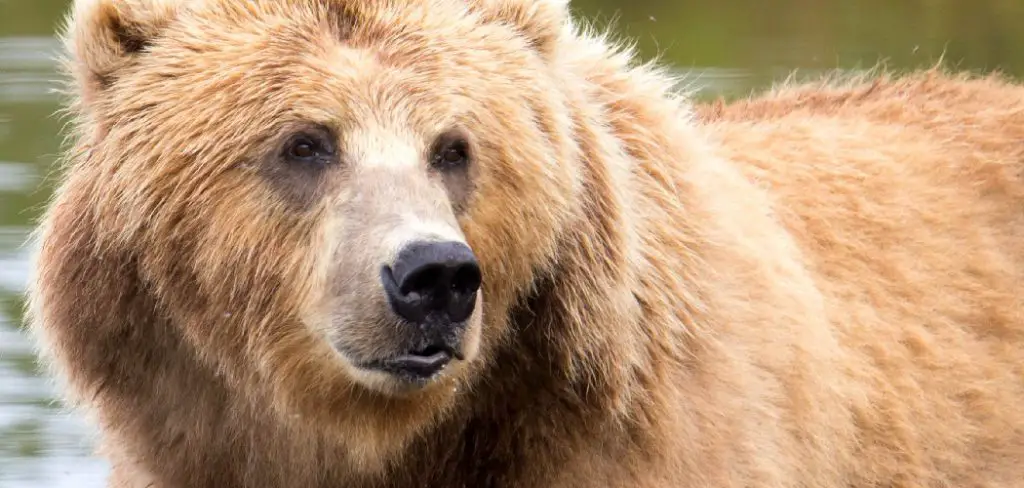 Brown Bear Spiritual Meaning, Symbolism and Totem