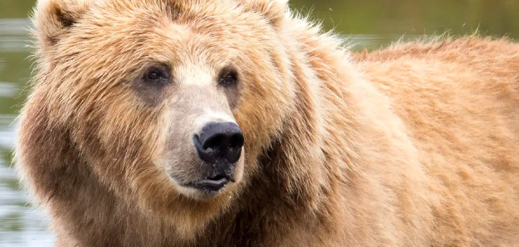 Brown Bear Spiritual Meaning, Symbolism and Totem