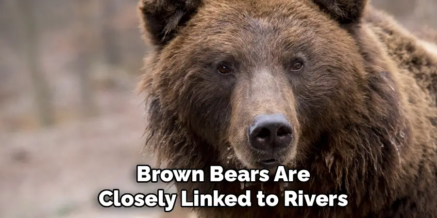 Brown Bears Are
Closely Linked to Rivers