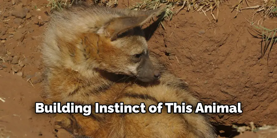 Building Instinct of This Animal