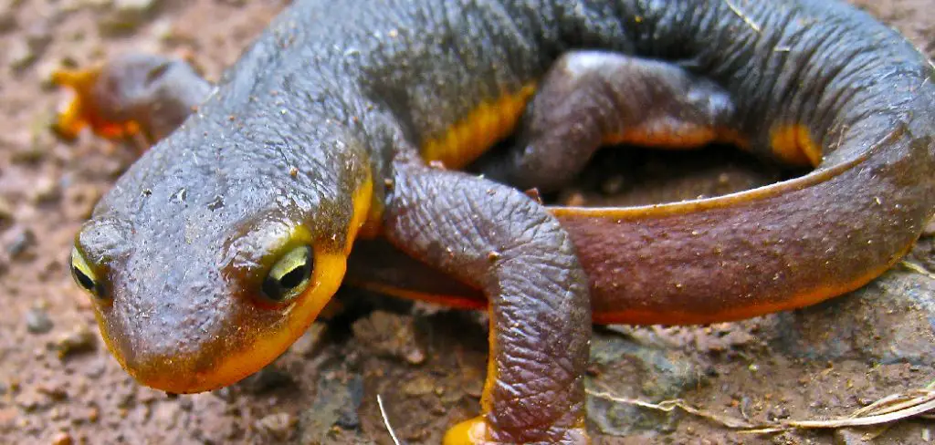 California Newt Spiritual Meaning