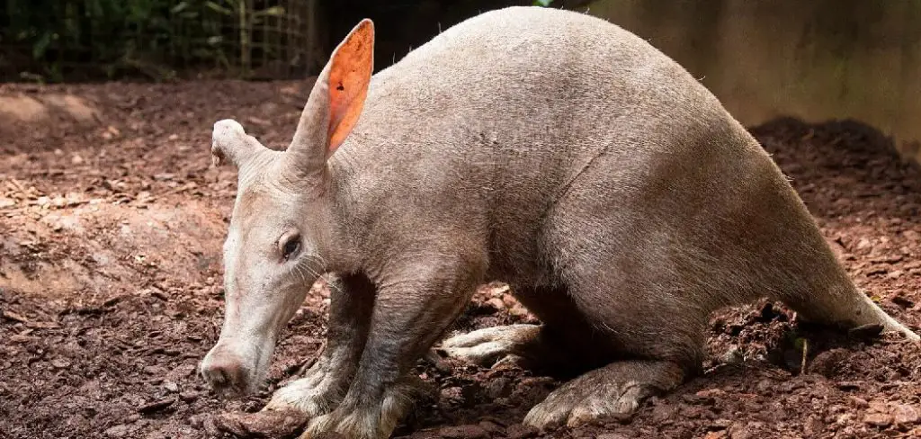 Cape Aardvark Spiritual Meaning, Symbolism and Totem