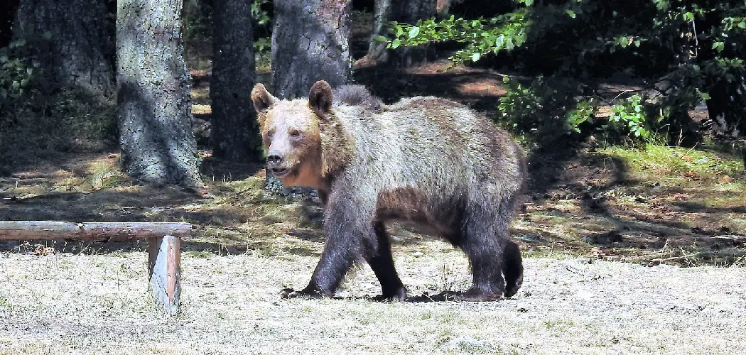 Carpathian Bear Spiritual Meaning, Symbolism and Totem