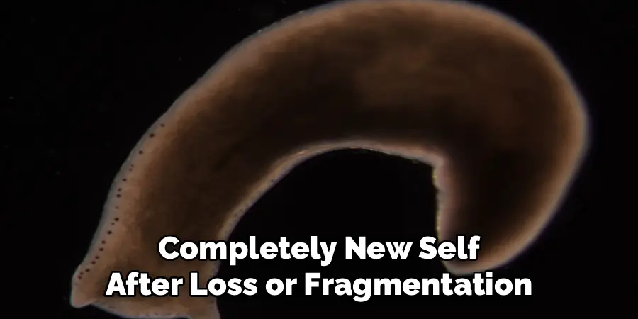 Completely New Self
After Loss or Fragmentation