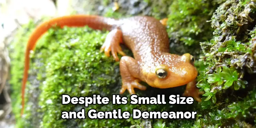 Despite Its Small Size
 and Gentle Demeanor