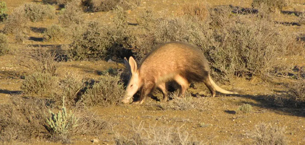 Eastern Aardvark Spiritual Meaning, Symbolism and Totem