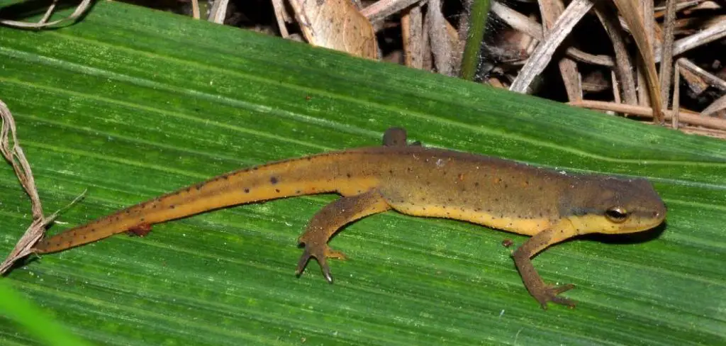 Eastern Newt Spiritual Meaning, Symbolism and Totem