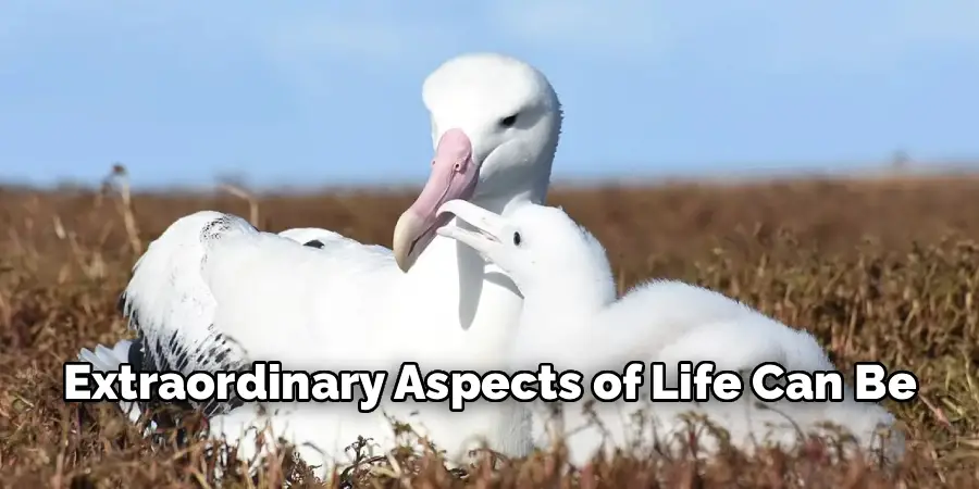 Extraordinary Aspects of Life Can Be
