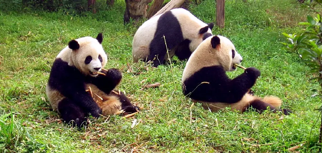 Giant Panda Spiritual Meaning, Symbolism and Totem