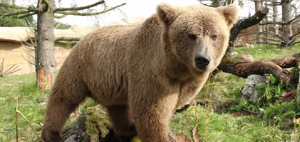 Gobi Bear Spiritual Meaning