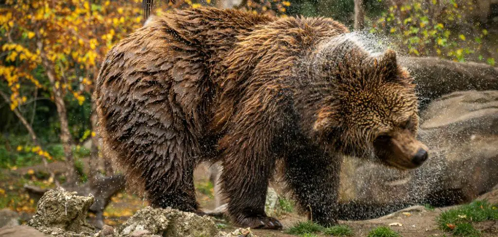 Grizzly Bear Spiritual Meaning, Symbolism and Totem