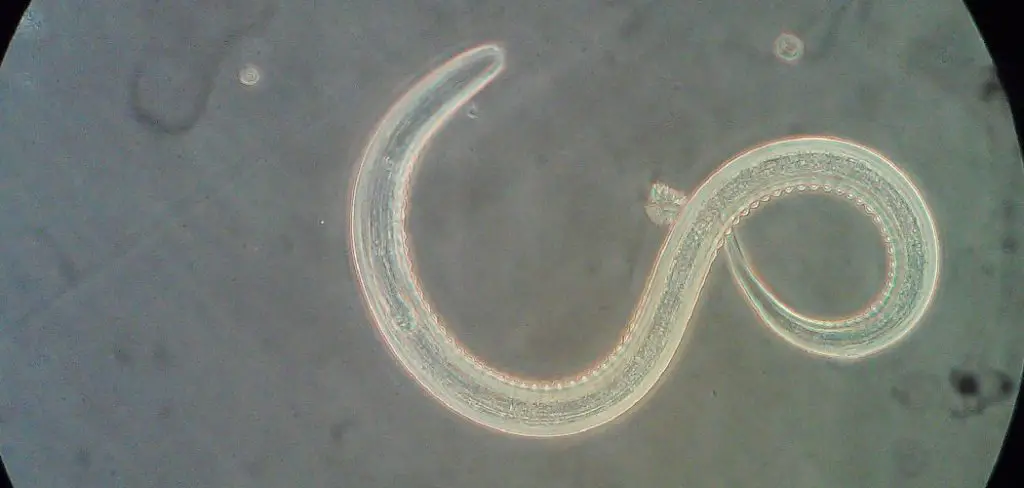 Hookworm Spiritual Meaning, Symbolism, and Totem